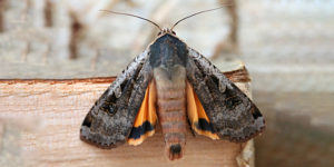 Large Yellow Underwing Moth (Noctua pronuba). Image: Nick Goodrum, Flickr (CC)