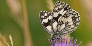 Marbled White Butterfly (Melanargia galathea). Image: Rolf Dietrich Brecher, Flickr (CC)