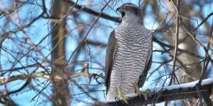 Northern Goshawk (Accipiter gentilis). Image: Andrey Gulivanov, Flickr (CC)