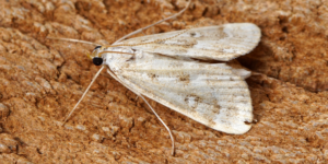 Ringed China-mark Moth (Parapoynx stratiotata). Image: Ben Sale, Flickr (CC)