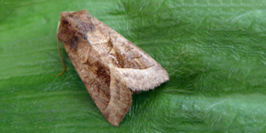 Rosy Rustic Moth (Hydraecia micacea). Image: Gail Hampshire, Flickr (CC)