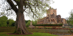 "Jedburgh Giant" wych elm