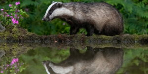 badger