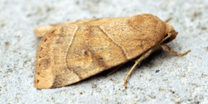 Dun-bar Pinion Moth (Cosmia trapezina). Image: Ben Sale, Flickr (CC)