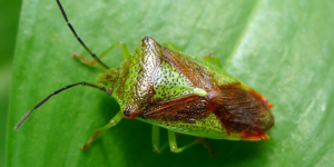 Hawthorn Shieldbug (Acanthosoma haemorrhoidale) Image: Gail Hampshire, Flickr (CC)