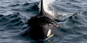 Orca (Orcinus orca). Image: Andrew Foote (CC)