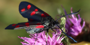 6-spot Burnet Moth (Zygaena filipendulae). Image: Luke Lythgoe, Wellcome Sanger Institute (CC)
