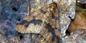 Mottled Umber Moth (Erannis defoliaria). Image: Ben Sale, Flickr (CC)