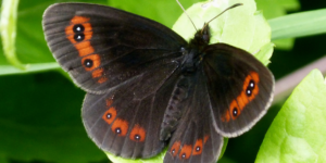 Scotch Argus Butterfly (Erebia aethiops). Image: Gail Hampshire, Flickr (CC)