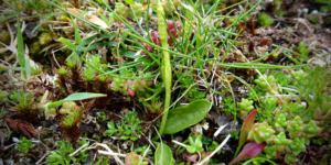 Small adder's-tongue fern (Ophioglossum azoricum) on Raasay, Scotland