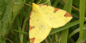 Brimstone Moth (Opisthograptis luteolata). Image: Ben Sale, Flickr (CC)
