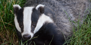 European Badger (Meles meles). Image: Caroline06, Flickr (CC)