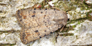 Pale Mottled Willow Moth (Caradrina clavipalpis). Image: Ben Sale, Flickr (CC)
