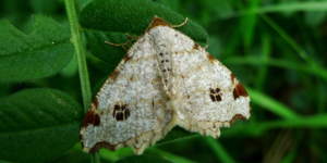 Peacock Moth (Macaria notata). Image: Michael Taylor, Flickr (CC)