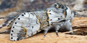 Sallow Kitten Moth (Furcula furcula). Image: Ben Sale, Flickr (CC)
