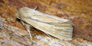 Smoky Wainscot Moth (Mythimna impura). Image: Ben Sale, Flickr (CC)