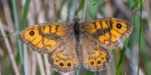 Wall Brown Butterfly (Lasiommata megera). Image: Sam Ebdon, University of Edinburgh (CC)