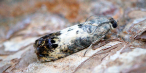 Acorn Piercer Moth (Pammene fasciana). Image: Ben Sale, Flickr (CC)