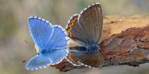Adonis Blue Butterfly (Lysandra bellargus). Image: Gilles San Martin, Flickr (CC)