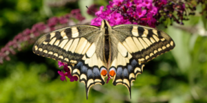 Common Yellow Swallowtail Butterfly (Papilio machaon). Image: Daniel Jolivet, Flickr (CC)