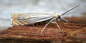garden grass-veneer moth (Chrysoteuchia culmella)