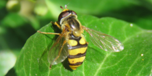 Meadow Field Syrph (Eupeodes latifasciatus). Image: Steven Falk ©