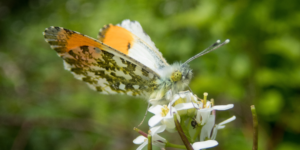 Orange-tip Butterfly (Anthocharis cardamines). Image: Sam Ebdon, University of Edinburgh (CC)