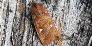 Satellite Moth (Eupsilia transversa). Image: Ben Sale, Flickr (CC)