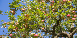 Apple (Malus domestica). Image: James Dobson, National Trust Images ©