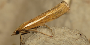 Common Grass-veneer Moth (Agriphila tristella). Image: Donald Hoblem, Flickr (CC)