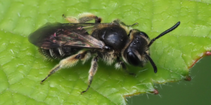 Common Mini-mining Bee (Andrena minutula). Image: Frank Vassen, Flickr (CC)