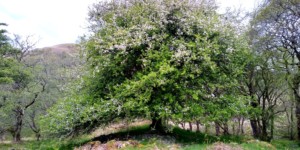 crab apple tree on the West Highland Way, Scotland