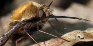 Dotted Bee-fly (Bombylius discolor). Image: Frank Vassen, Flickr (CC)