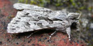 Early Grey Moth (Xylocampa areola). Image: Donald Hoblem, Flickr (CC)