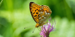 High Brown Fritillary Butterfly (Fabriciana adippe). Image: Michael Taylor, Flickr (CC)
