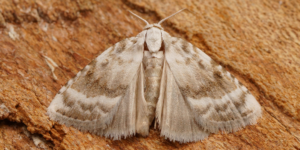Kent Black Arches Moth (Meganola albula). Image: Ben Sale, Flickr (CC)