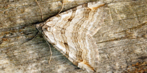 Lesser Treble-bar Moth (Aplocera efformata). Image: Ben Sale, Flickr (CC)