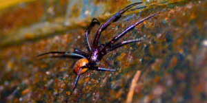 A cave orb-weaver spider (Meta bourneti). Image: Olga Sivell, Natural History Museum (CC)