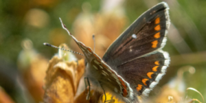 Northern Brown Argus Butterfly (Aricia artaxerxes). Image: Sam Ebdon, University of Edinburgh (CC)
