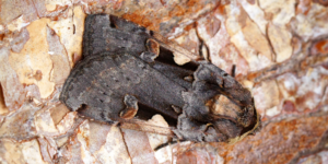 Setaceous Hebrew Character Moth (Xestia c-nigrum). Image: Ben Sale, Flickr (CC)