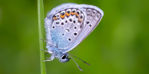 Silver-studded Blue Butterfly (Plebejus argus). Image: Charlie Jackson, Flickr (CC)