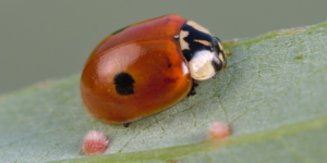 Two-Spot Ladybird (Adalia bipunctata). Image: Gilles San Martin, Flickr (CC)