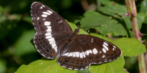 White Admiral Butterfly (Limenitis camilla). Image: Charlie Jackson, Flickr (CC)