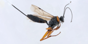 An ichneumon wasp (Buathra laborator). Image: Natural History Museum ©