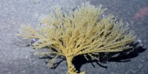 An erect bryozoan (Bugulina stolonifera). Image: Marine Biological Association (CC)