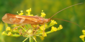 A caddisfly (Limnephilus lunatus). Image: Sanja565658, Wikimedia Commons (CC)