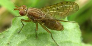 A snail-killing fly (Pherbina coryleti). Image: Steven Falk ©