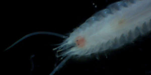 A segmented worm (Sthenelais limicola). Image: Marine Biological Association (CC)