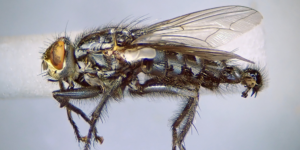 Bluish Flesh Fly (Sarcophaga (Robineauella) caerulescens). Image: Steven Falk ©