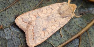Brick Moth (Agrochola circellaris). Image: Ben Sale, Flickr (CC)